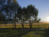 Sample image from gallery